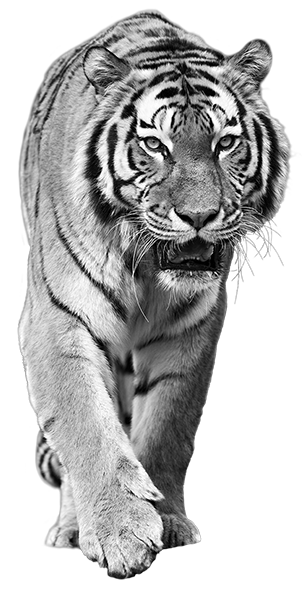 tiger
